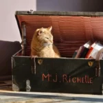Malle militaire rénovée, devenue range livre et spot pour le chat Titou